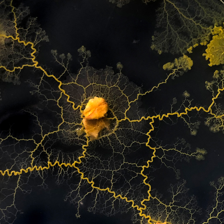 El sitio utiliza blockchain para verificar los intercambios de las obras.